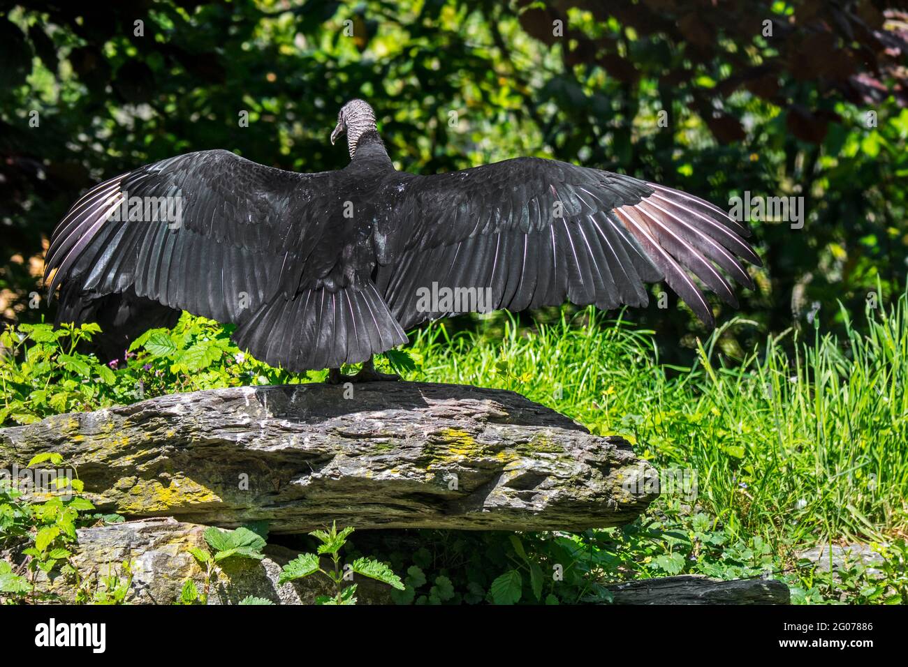 El buitre negro americano (Coragyps atratus) extiende alas que muestran la postura horáltica usada para secar, calentar el cuerpo y hornear bacterias Foto de stock