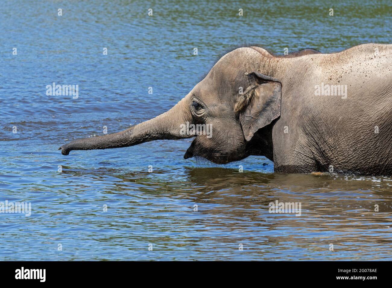 Elefante asiático joven / elefante asiático juvenil (Elephas maximus) baño en el río Foto de stock