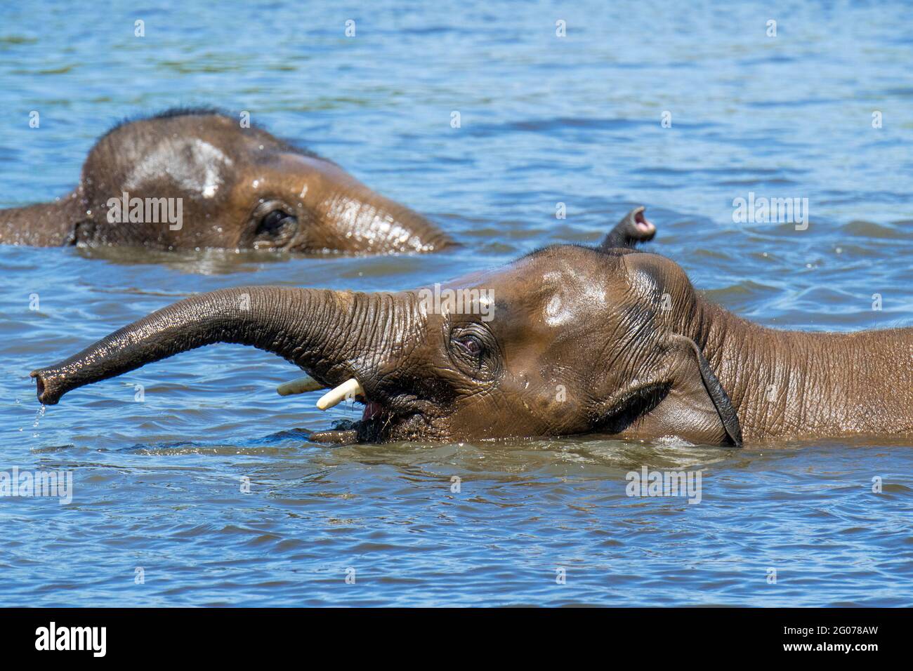 Dos jóvenes elefantes asiáticos / elefantes asiáticos (Elephas maximus) los jóvenes se divierten bañándose y jugando en el agua del río Foto de stock