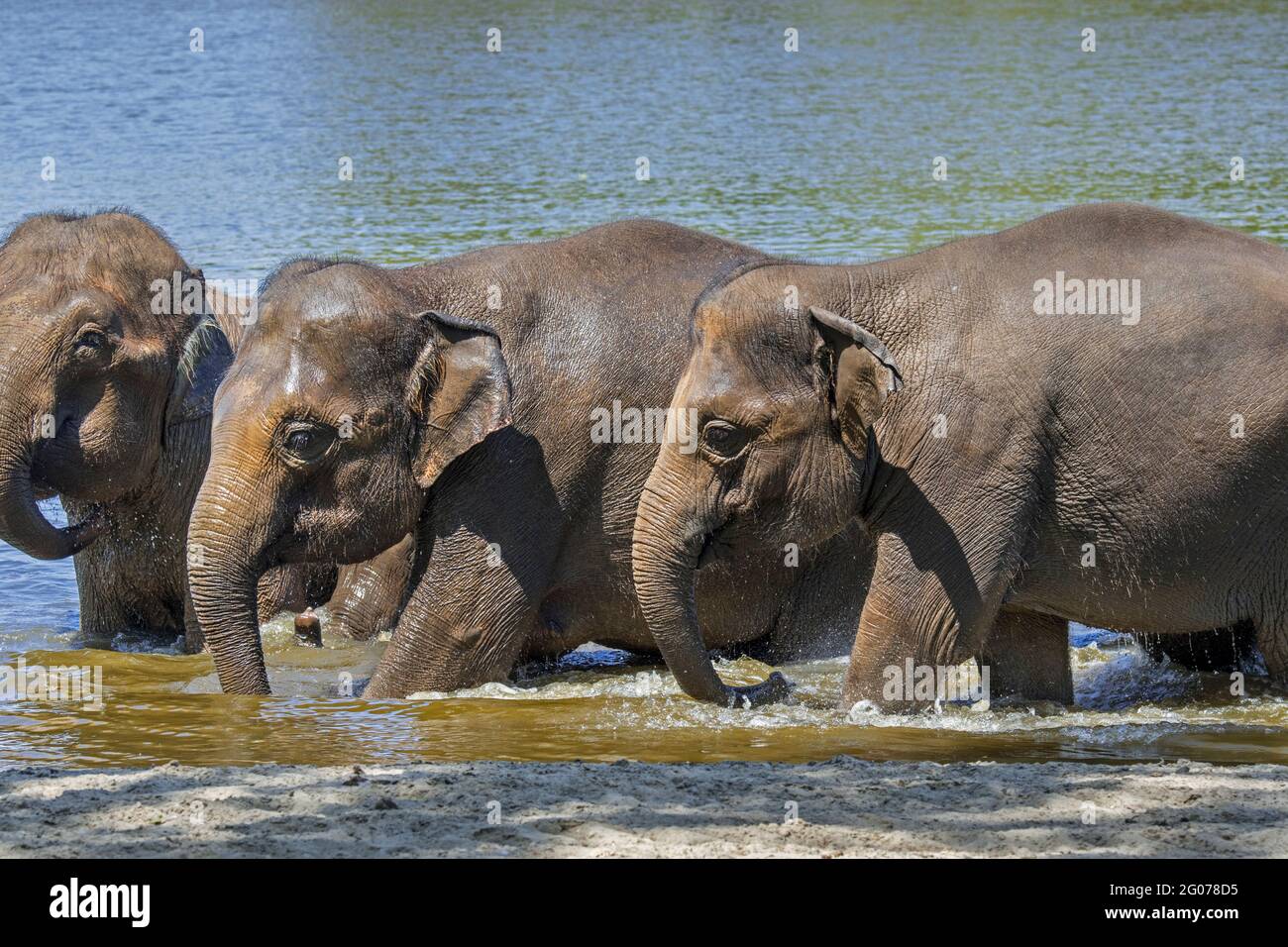 Elefantes asiáticos jóvenes / elefantes asiáticos (Elephas maximus) baño en el río Foto de stock