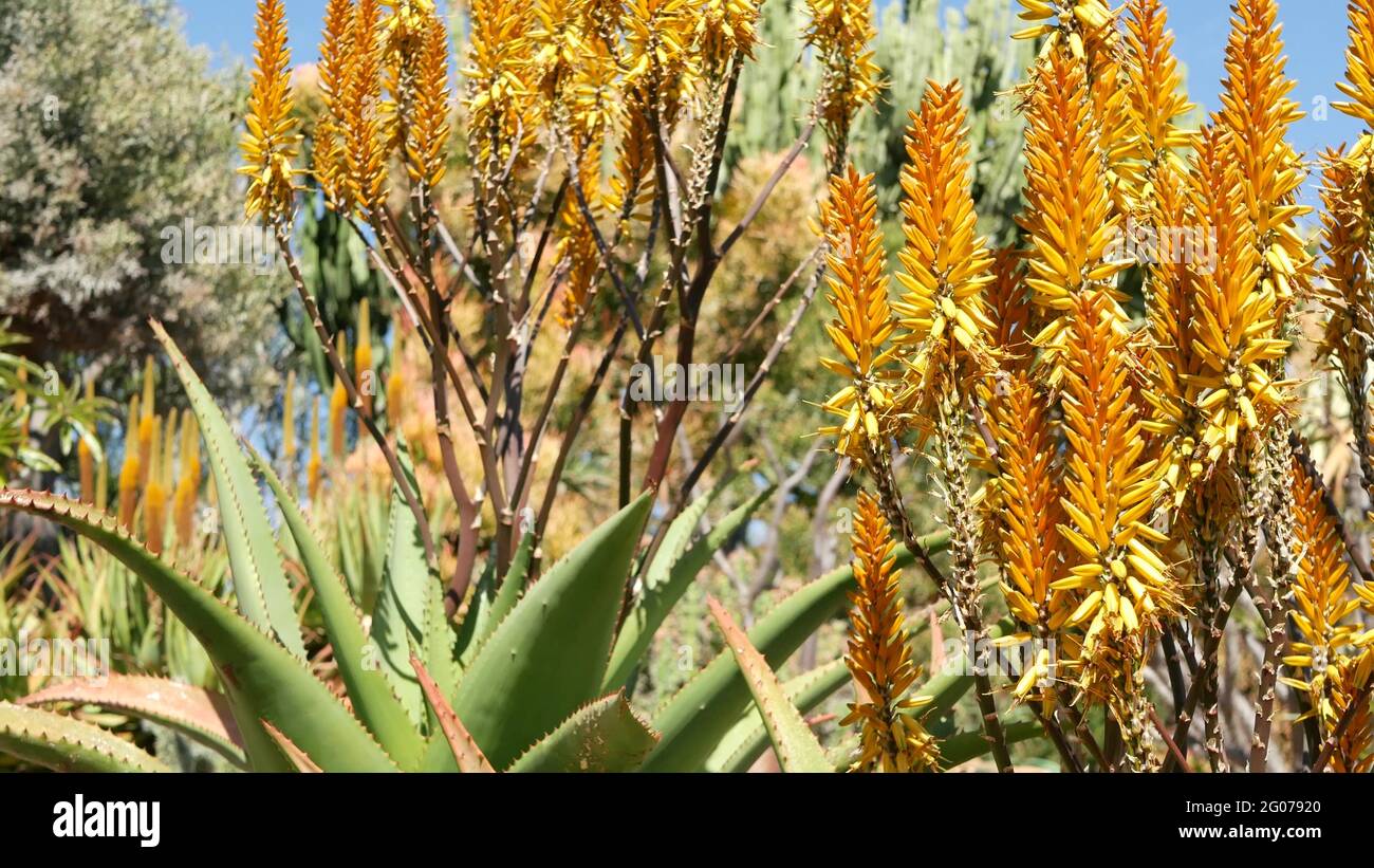 Aloe suculento planta flor amarilla, California EE.UU.. Flora del desierto,  clima árido natural botánico de cerca de fondo. Flor de color naranja  intenso de Aloe Vera Fotografía de stock - Alamy