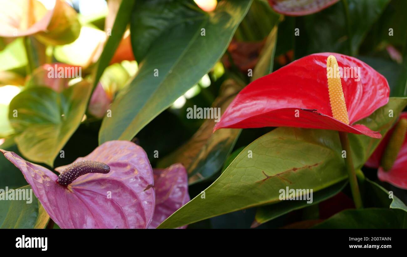 Flor de lirio de calla roja, hojas de color verde oscuro. Elegante flor de  maroon floral. Exótica selva tropical, elegante y moderno ambiente  botánico. Natur Fotografía de stock - Alamy