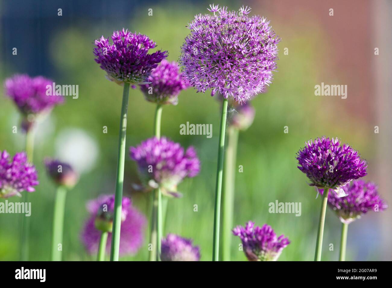 Henley-on-Thames, Reino Unido: Alliums de la sensación púrpura que crecen en ollas en una terraza de la azotea a principios del sol del verano. Anna Watson/Alamy Foto de stock