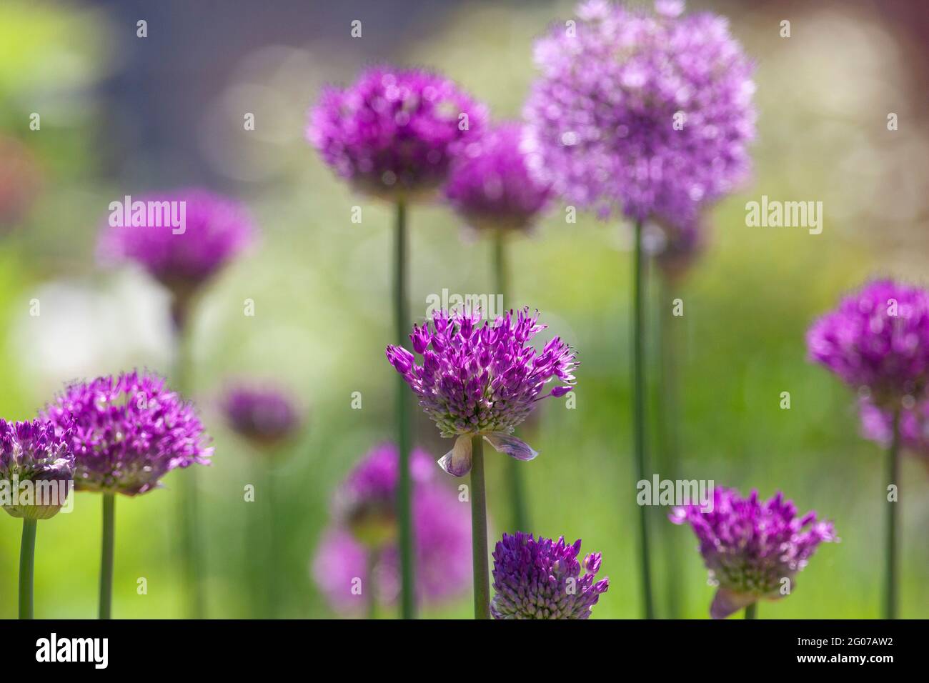 Henley-on-Thames, Reino Unido: Alliums de la sensación púrpura que crecen en ollas en una terraza de la azotea a principios del sol del verano. Anna Watson/Alamy Foto de stock
