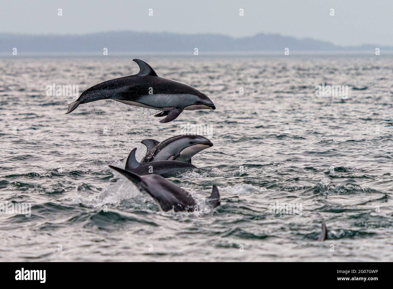 Delfines de lados blancos del Pacífico (Lagenorhynchus oblicuidens) saltando y socializando en el Estrecho de Johnstone, Territorio de las Primeras Naciones, Columbia Británica, Caná Foto de stock