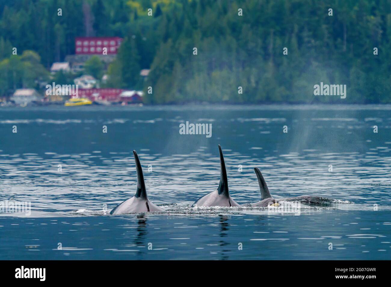Vaina familiar de orcas residentes del norte nadando por Telegraph Cove, norte de la isla de Vancouver, Territorio de las Primeras Naciones, Columbia Británica, Canadá. Foto de stock
