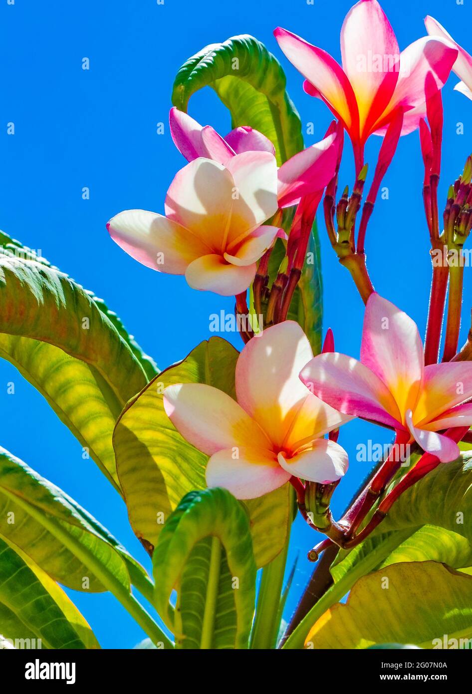 Planta Plumeria con flores rosadas y amarillas con cielo azul en Playa del  Carmen México Fotografía de stock - Alamy