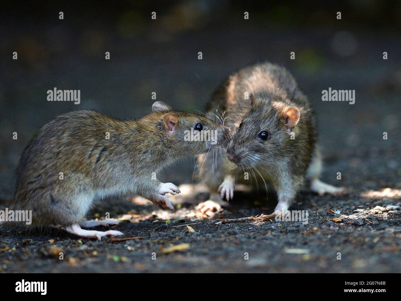 Leicester, Leicestershire, Reino Unido, 30th de mayo de 2021. Noticias del Reino Unido. Ratas marrones se alimentan de alimentos en un parque urbano en el centro de Leicester. Alex Hannam/Empics Foto de stock