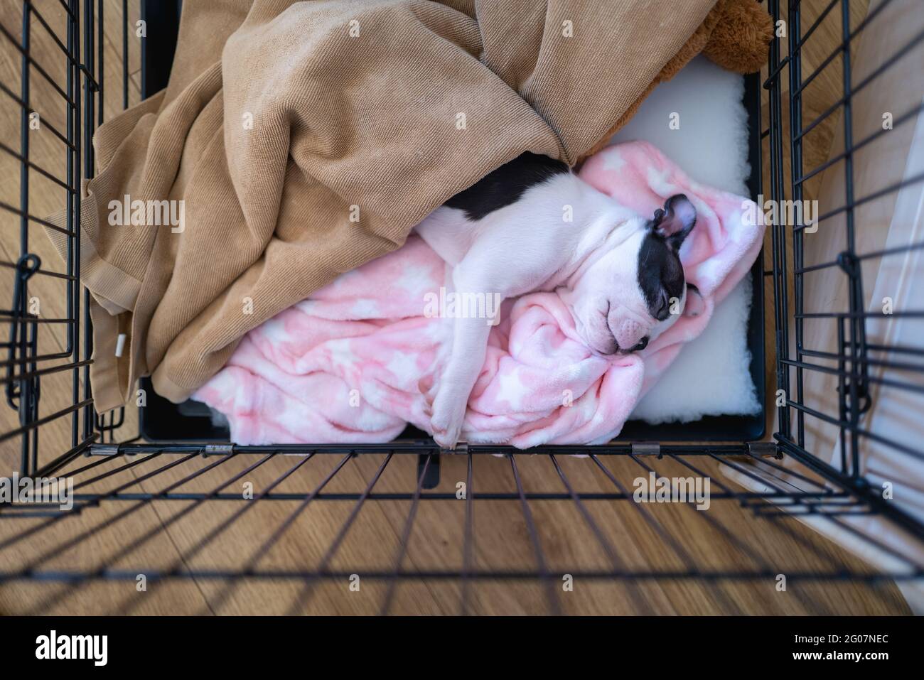 Cachorro De Boston Terrier Tumbado En Una Manta En El Asiento Trasero De Un  Coche. Ella Lleva Un Arnés Naranja Imagen de archivo - Imagen de mirando,  blanco: 214417089