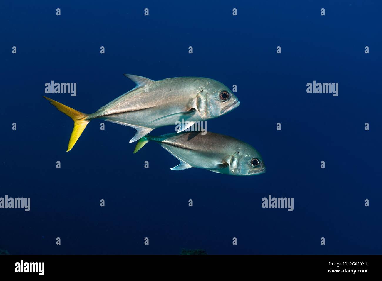 Caballo ojo gato pez natación sobre fondo azul de limpio agua de mar Foto de stock