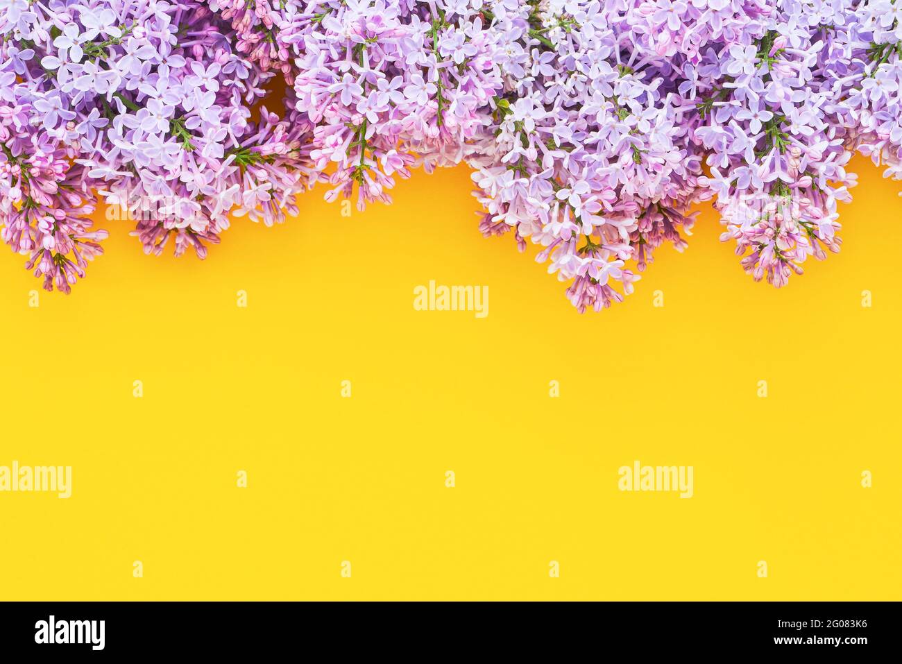 Las flores lilas se amontonan sobre un fondo amarillo brillante. Hermoso  borde violeta lila flor. Vista superior, espacio de copia para el texto  Fotografía de stock - Alamy