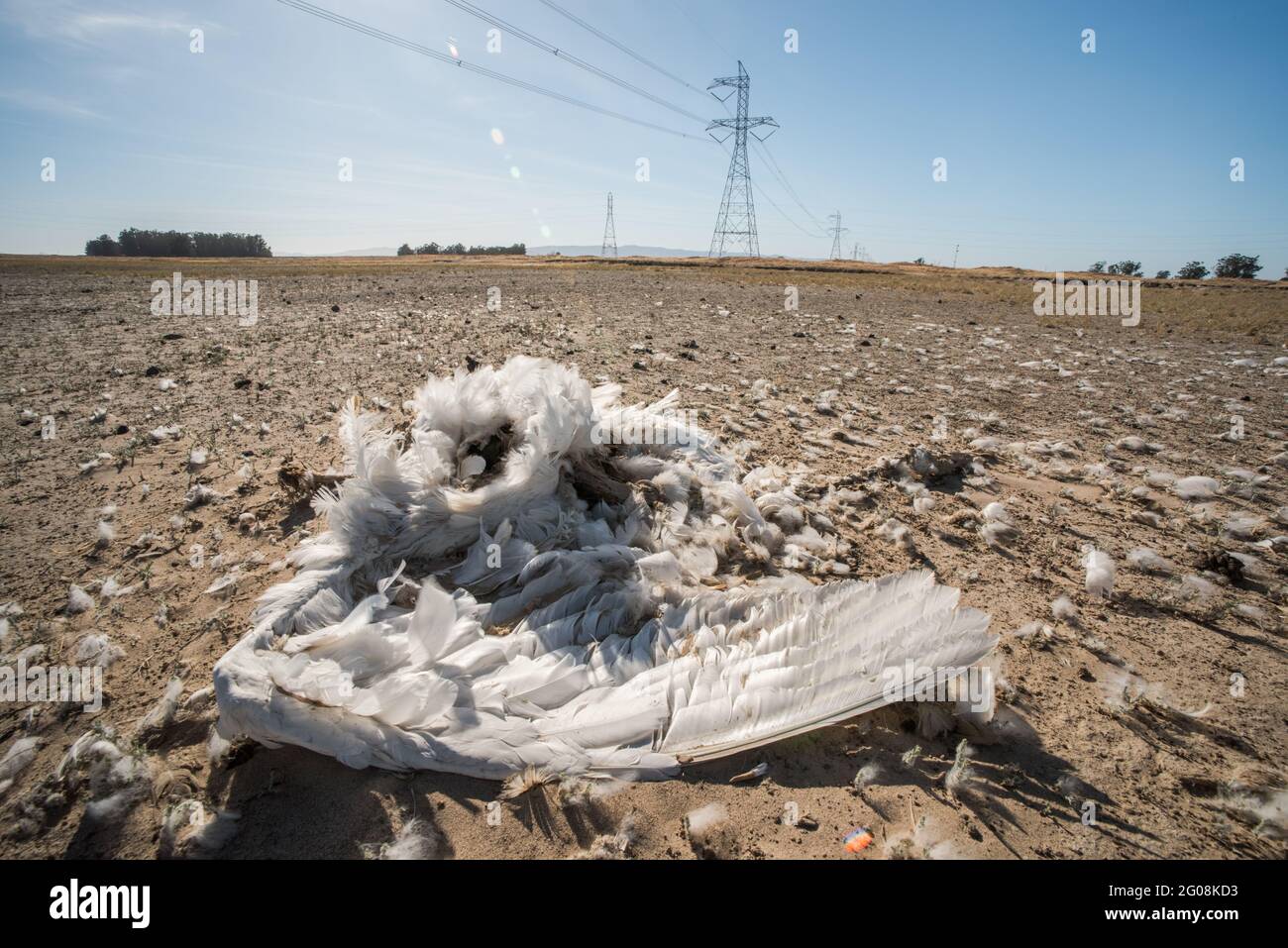 Un cisne de tundra muerto (Cygnus columbianus) en California, uno de los millones de aves muertas como resultado de una colisión con líneas eléctricas. Foto de stock