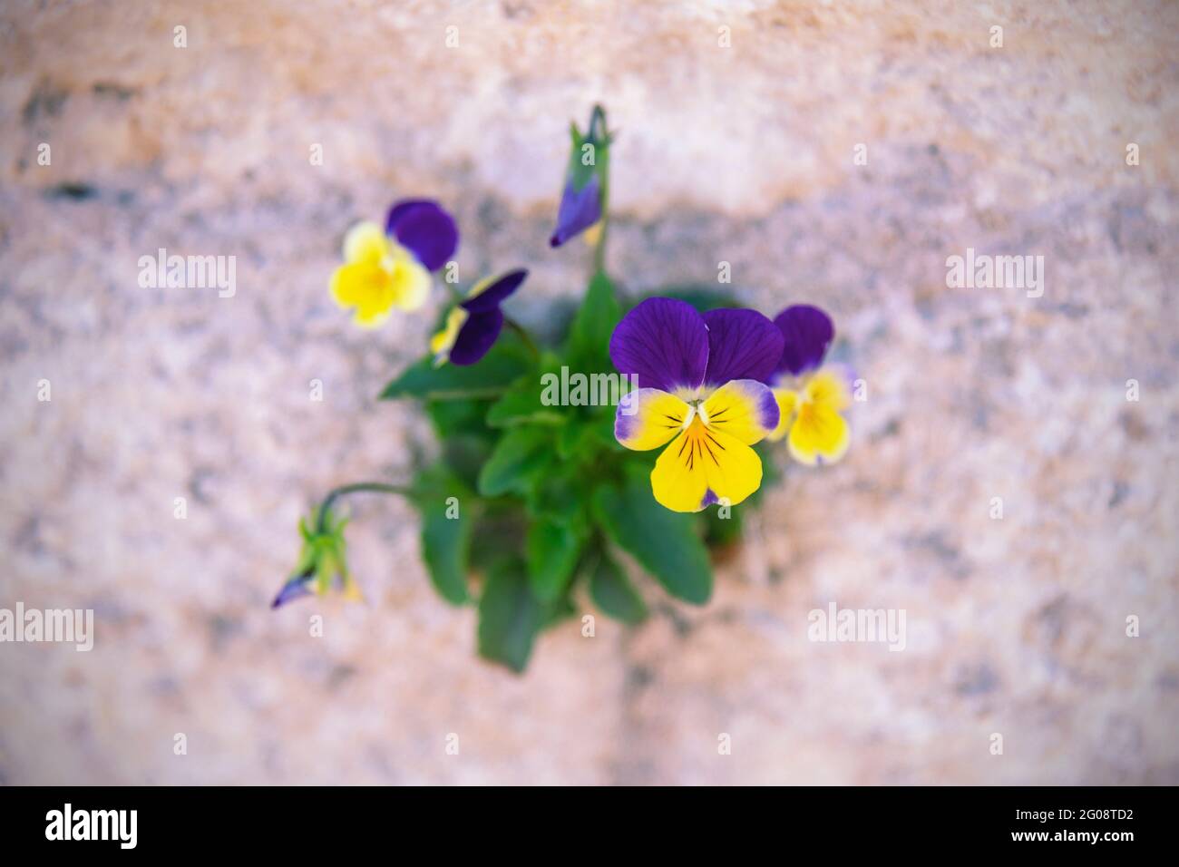 Flores de pansy amarillas y púrpuras que crecen en la pared, en primer plano. Foto de stock