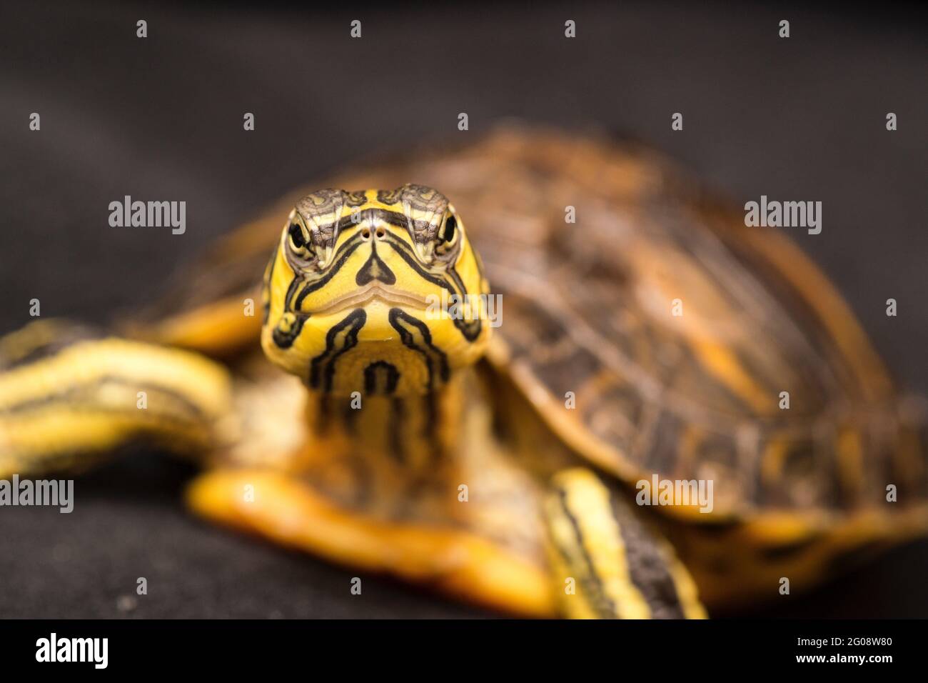 Tortuga marina, tortuga marina, fotografía de stock de animales vivos, África, vida silvestre, foto de stock de tortugas, animal, animales Foto de stock