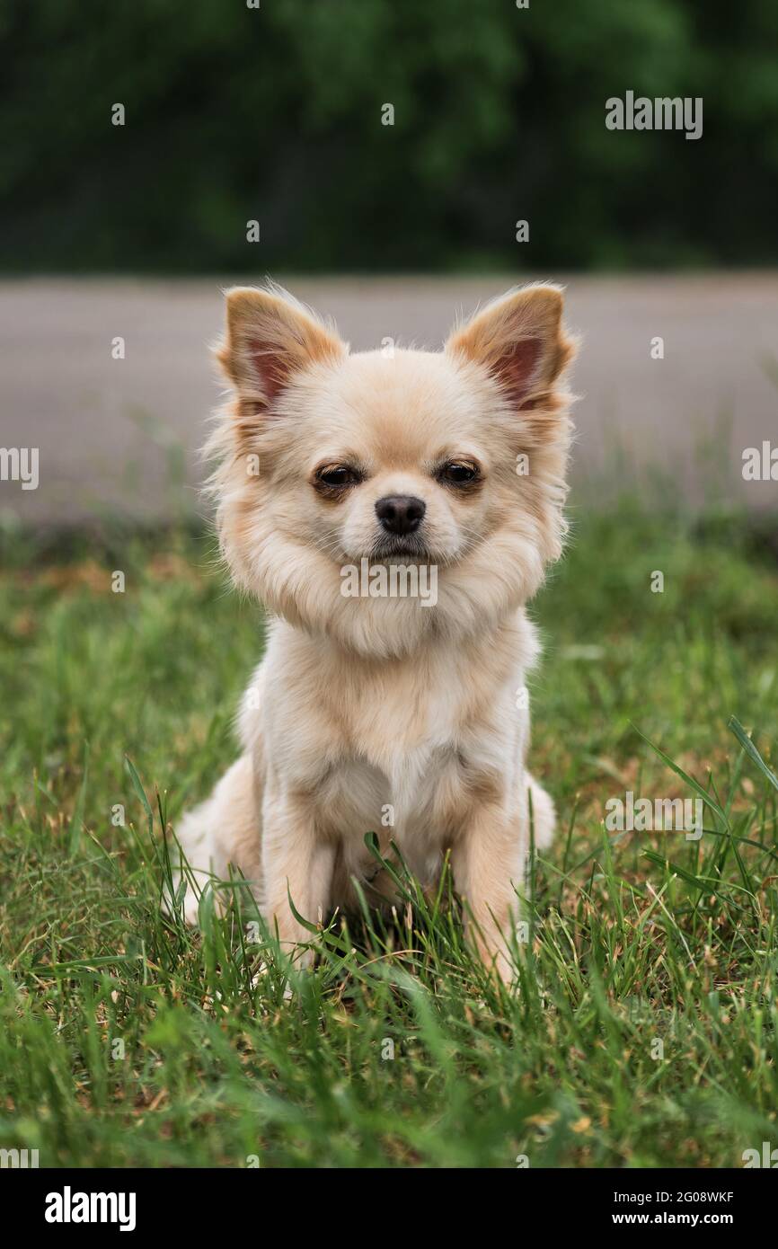 Chihuahua de pelo largo de color claro se sienta en el parque sobre hierba  verde y poses. Perro de purebred de bolsillo en miniatura y esponjoso.  Espectáculo de perros de raza pequeña