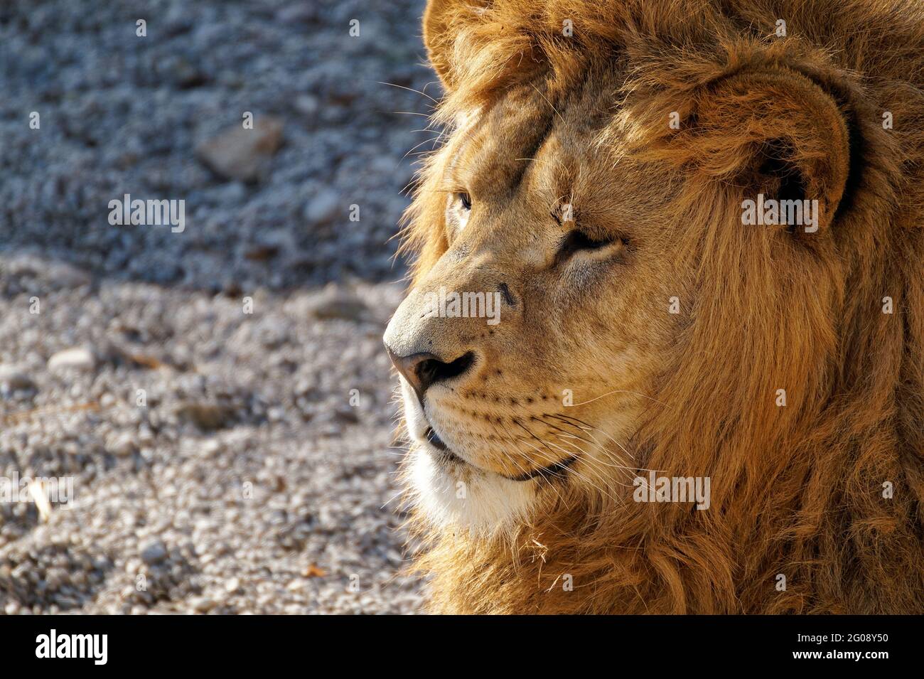 Imagen de stock de leones, Vida Silvestre Jungla Animal Fotografía de stock  de leones, Rey de la Selva, África, vida silvestre, león, animal, animales  Fotografía de stock - Alamy