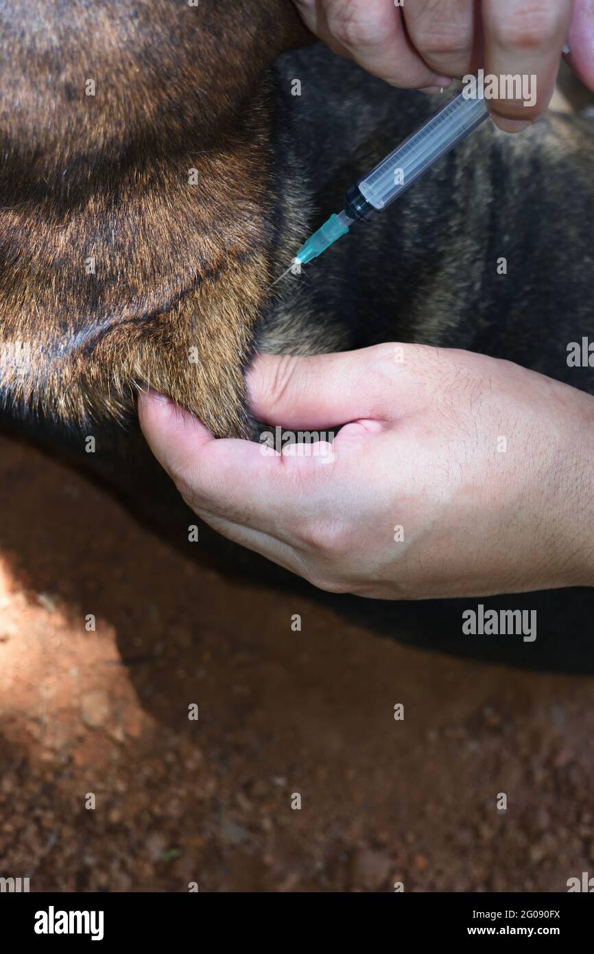 El perro fue vacunado con una jeringa insertada debajo de la piel, la vacunación de Rabia a las mascotas Foto de stock