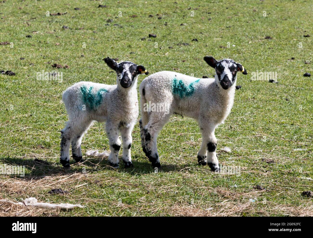 Dos corderos jóvenes en Muker, Swaledale, North Yorkshire, Reino Unido. Los corderos son North Country Mules, una conocida raza cruzada Yorkshire Dales. Foto de stock