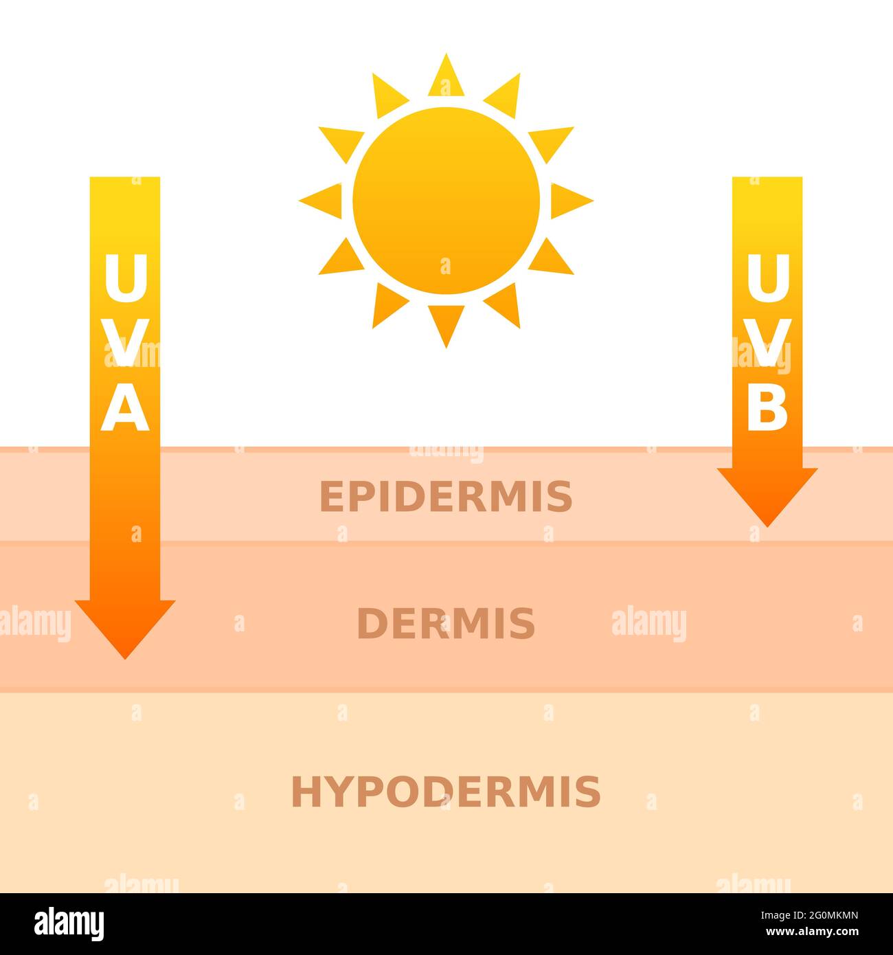 radioactividad Farmacología Libro Guinness de récord mundial Concepto de exposición al sol. Los rayos UVA y UVB penetran en la dermis y  la epidermis. Daños en la luz ultravioleta. Efectos nocivos de la luz del  sol sobre las capas