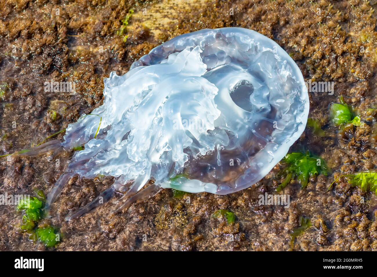 Las medusas muertas fueron lanzadas a tierra después de la tormenta, a orillas del Mar Negro. Foto de stock