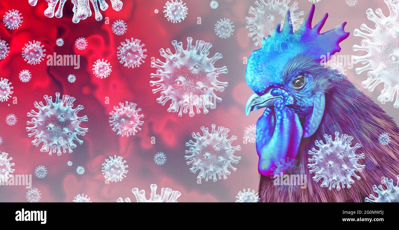 El virus de la gripe aviar y el ganado infectado por virus de la cepa rara como pollos y aves de corral como riesgo para la salud de brotes de infección y enfermedades mundiales. Foto de stock
