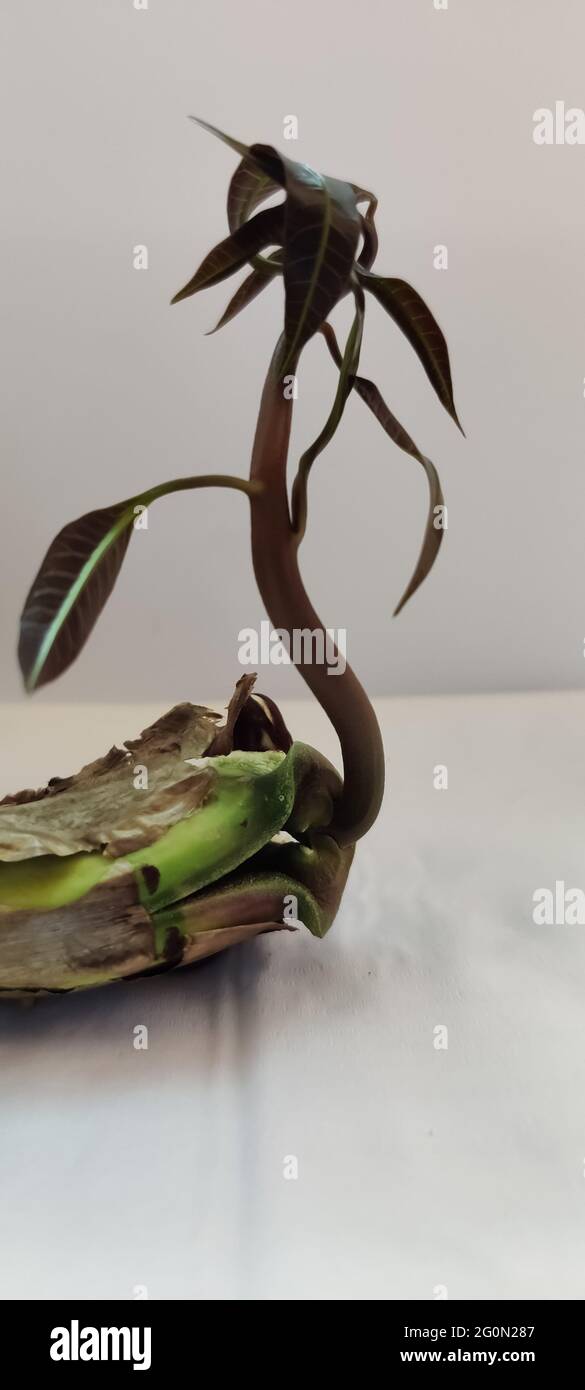 Como Germinar Una Semilla De Mango BIJAPUR, INDIA - Jun 02, 2021: 10 días germinaron semilla de mango para  plantar en el patio trasero Fotografía de stock - Alamy