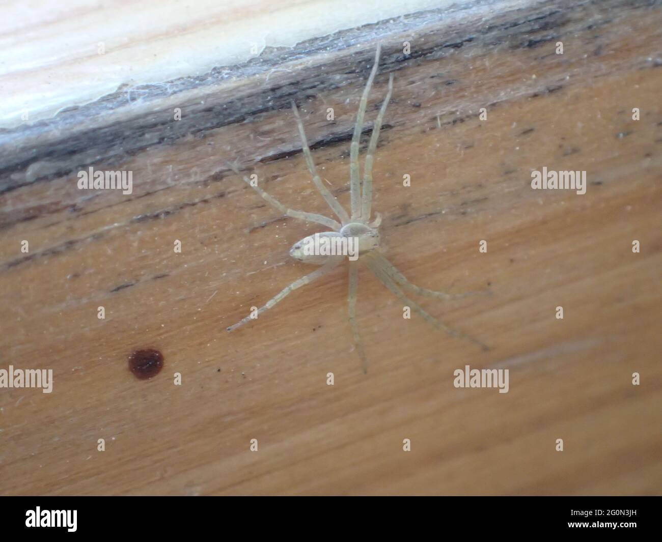 Fotografía de una araña blanca grande sobre una superficie de madera  Fotografía de stock - Alamy