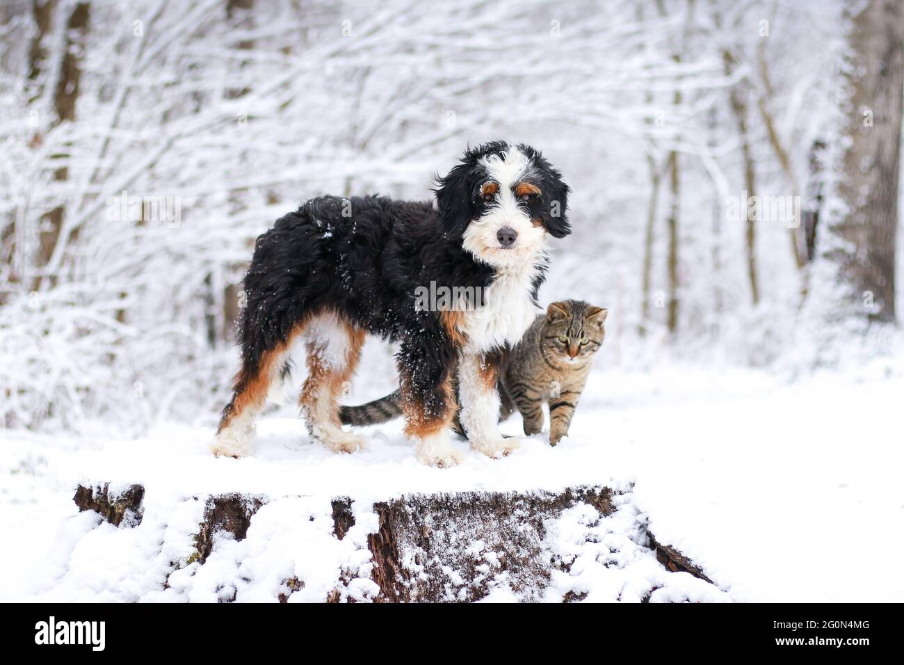 Mini bernedoodle tricolor y gato tabby de pie en un tocón en la nieve mirando la cámara Foto de stock