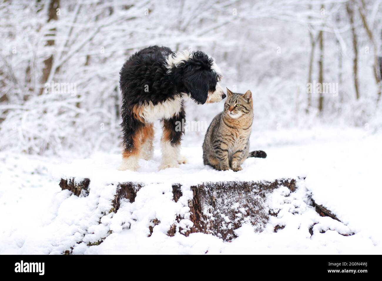 Mini bernedoodle tricolor y gato tabby de pie sobre un muñón en la nieve mirando el uno al otro Foto de stock