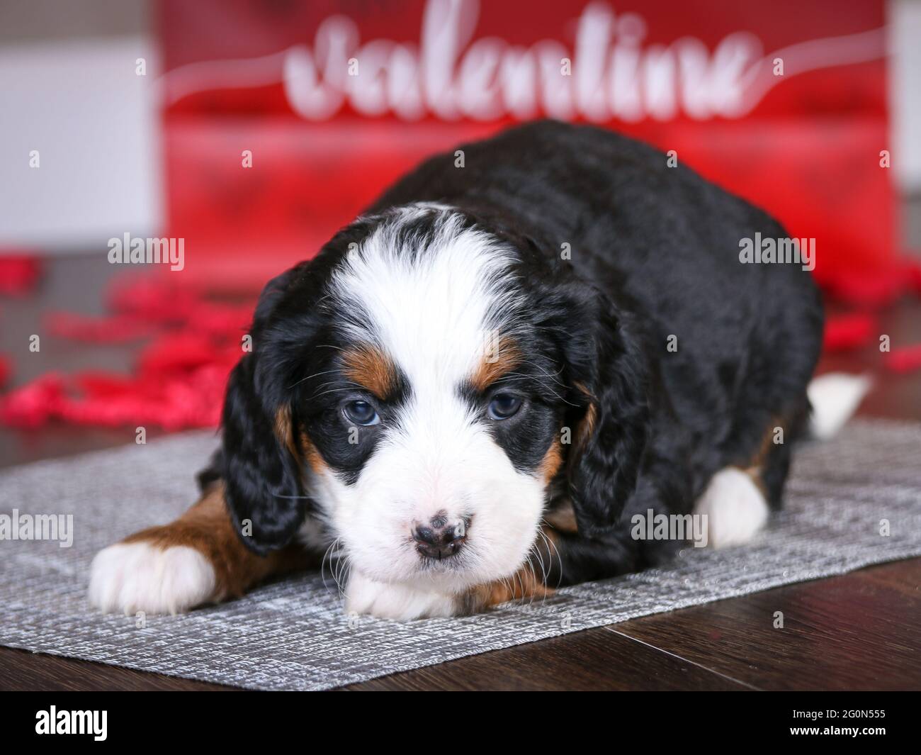 F1 semanas de edad 5 Mini perrito de Bernedodle tumbado en el suelo frente a la bolsa de San Valentín con pedales de rosa, perrito mirando la cámara Foto de stock