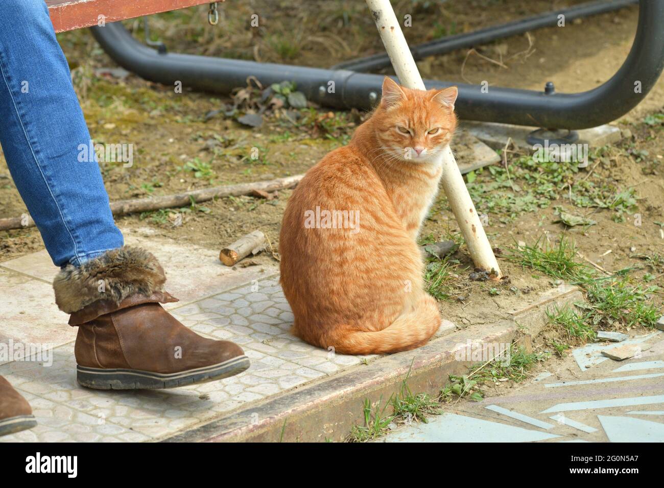 Gatos domésticos para acurrucarse a los humanos y dormir sobre sus rodillas Foto de stock