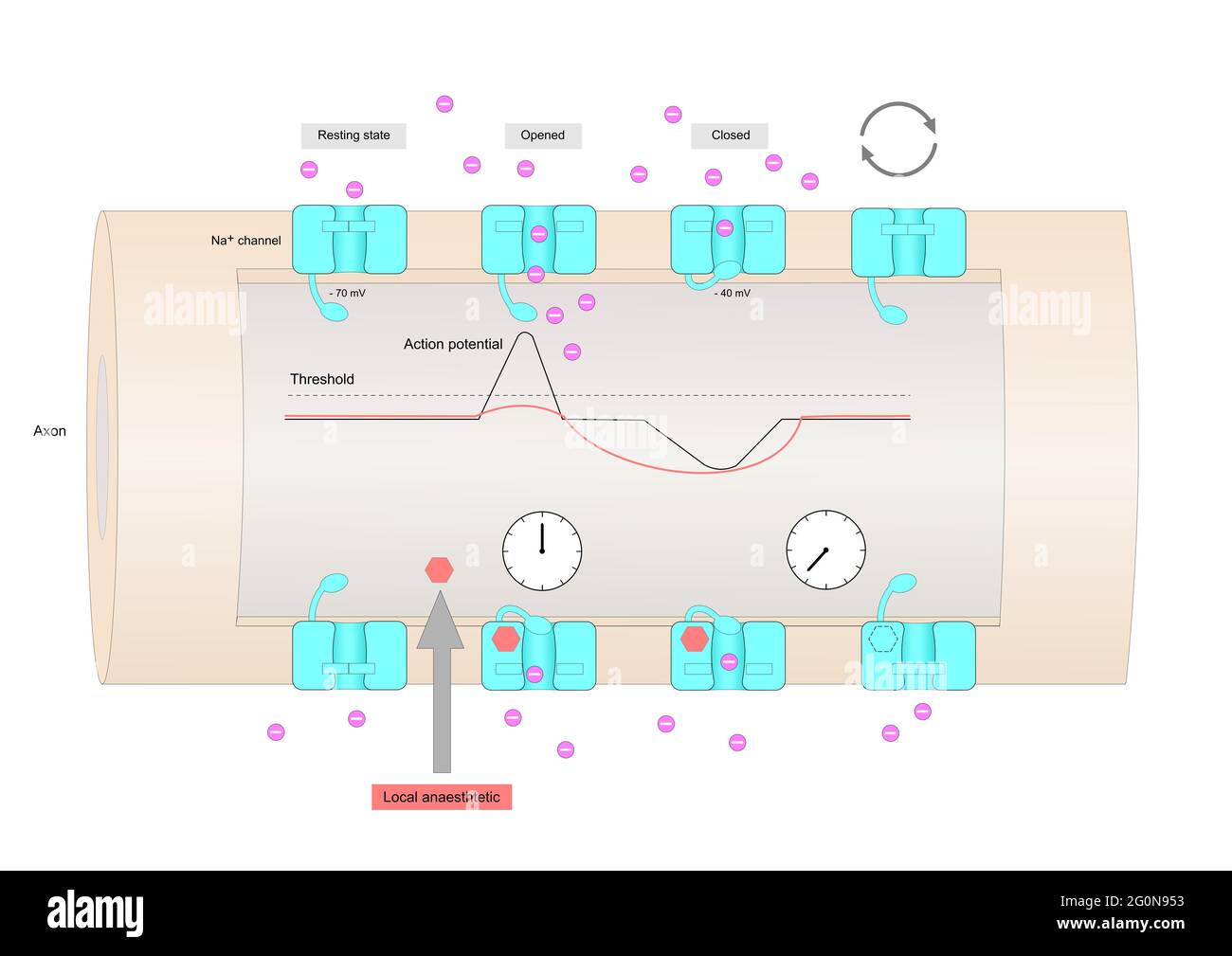Canales De Sodio Dependientes De Voltaje Imágenes recortadas de stock
