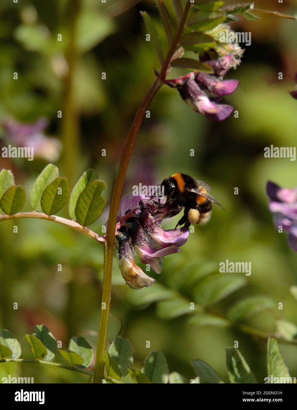Bumblebee forrajeando entre las flores de vetch Foto de stock
