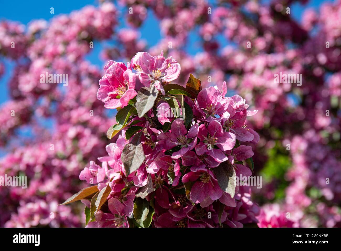 Flores de cerezo rosa de Merikannontie en el distrito de Taka-Töölö de Helsinki, Finlandia Foto de stock