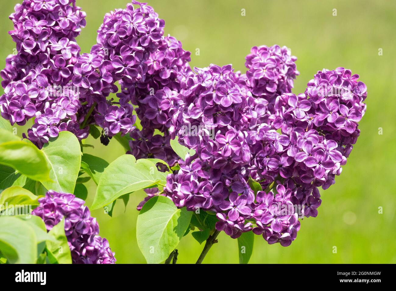 Syringa vulgaris Robert Hagie Panículas Fragrantes Púrpura Vibrante Syringa Primavera Lila Francés lila Flores Foto de stock