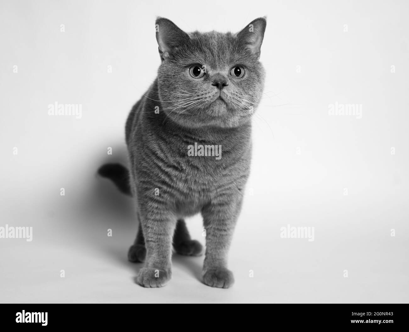 British Shorthair cat. Foto de stock