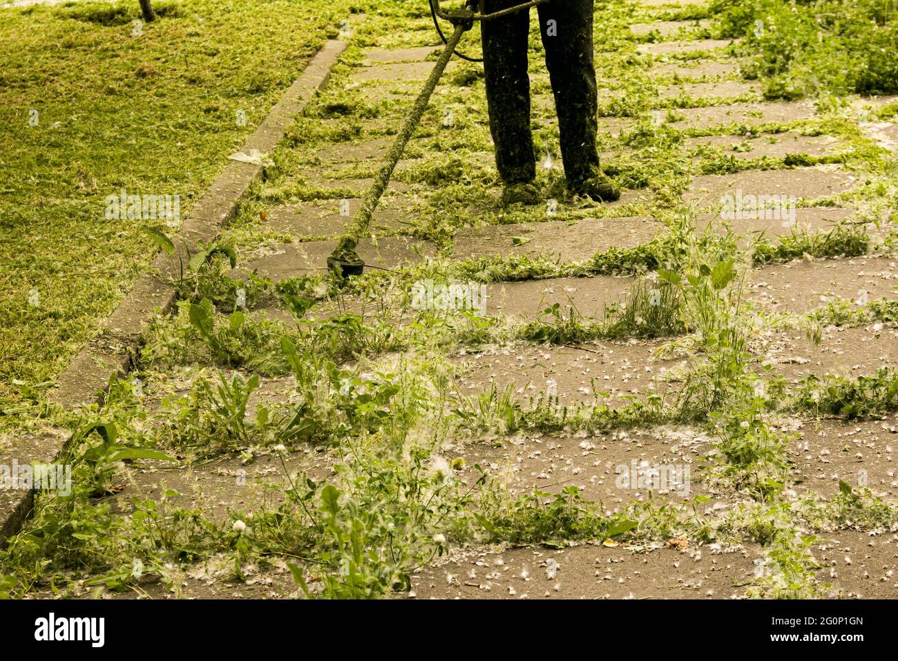 Trabajos de verano en el parque. El jardinero está cortando la hierba. Un hombre utiliza un cortapatillas para césped sin cubierta protectora. Foto de stock