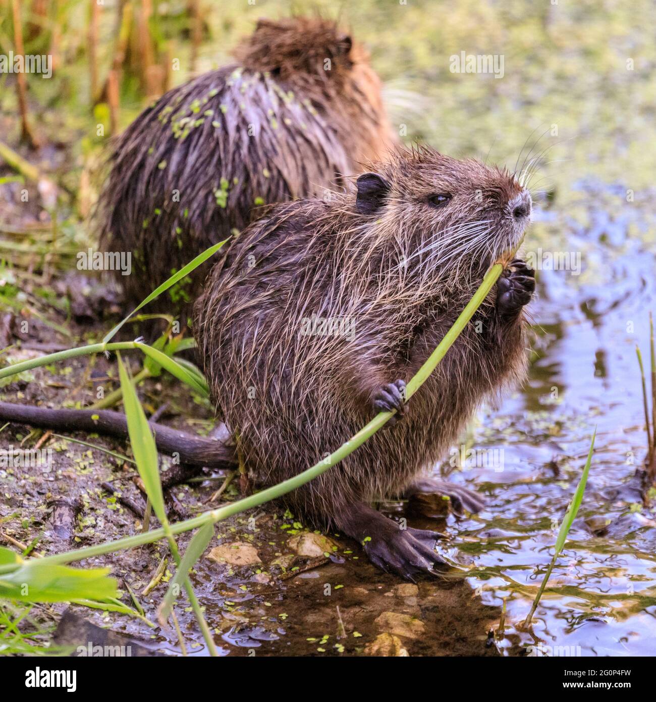 Münster, Alemania. 2nd de junio de 2021. Los juveniles se corazon en las plantas de agua por el estanque. Dos bebés de coypu, ahora de 6 semanas de edad (también ratas nutrias o castores, Myocastor coypus) juegan y parecen disfrutar del tiempo inusualmente cálido. Los animales salvajes aparecieron cuando una madre trasladó a sus bebés al estanque del Jardín Botánico de Münster, para deleite de los visitantes pero consternación del personal y jardineros que se quejan de que los animales, ¿quién no puede ser movido, macha su camino a través de algunas de las 8.000 especies de plantas, verduras y hierbas del jardín, algunas de ellas raras. Crédito: Imageplotter/Alamy Live News Foto de stock