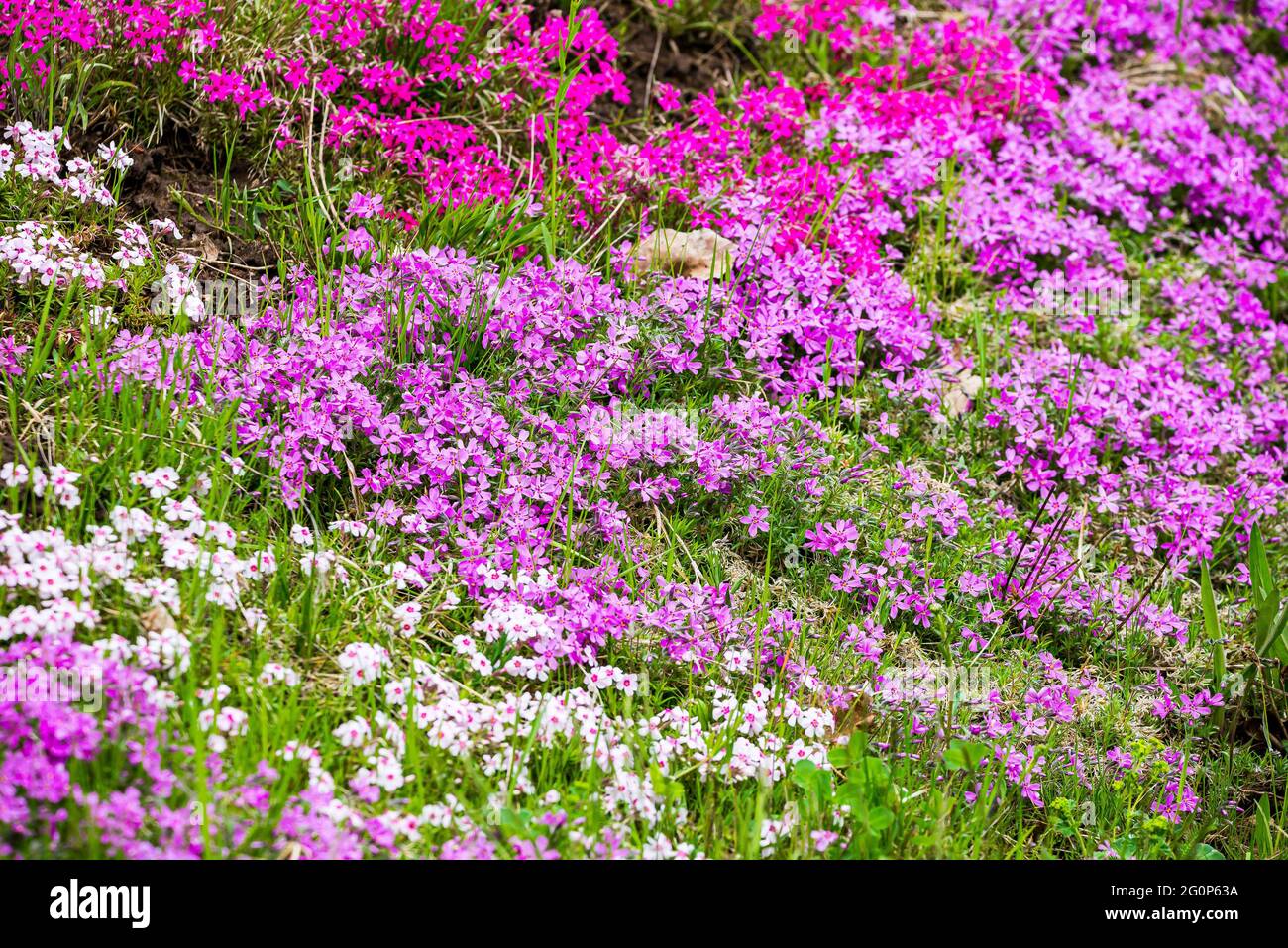 Diferentes colores de Phlox pilosa en el jardín Foto de stock