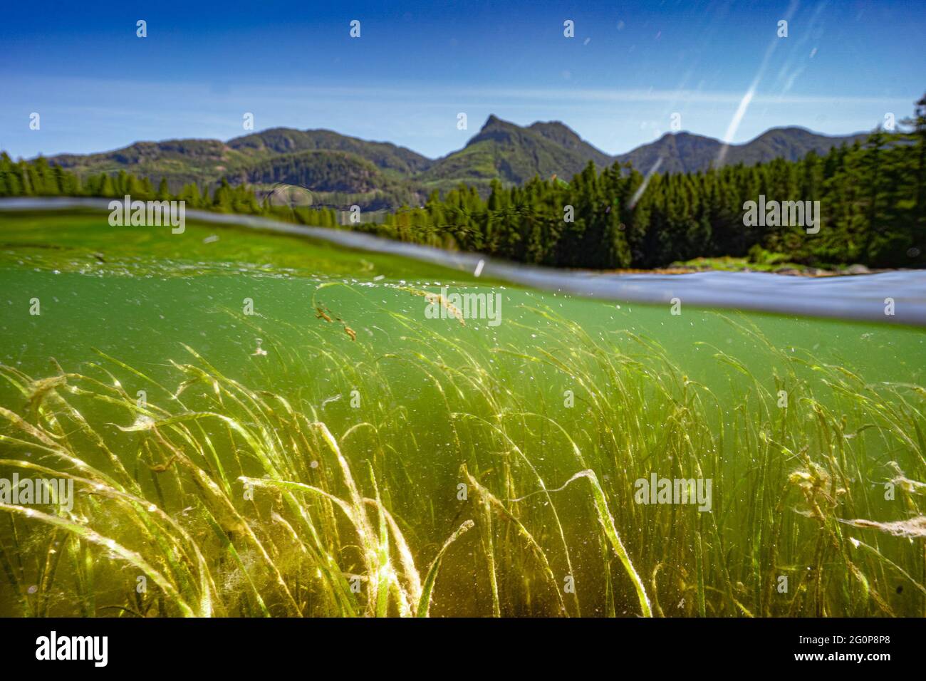 Hierba del Eelgrass que crece en un estuario en el noroeste del Pacífico. Foto de stock