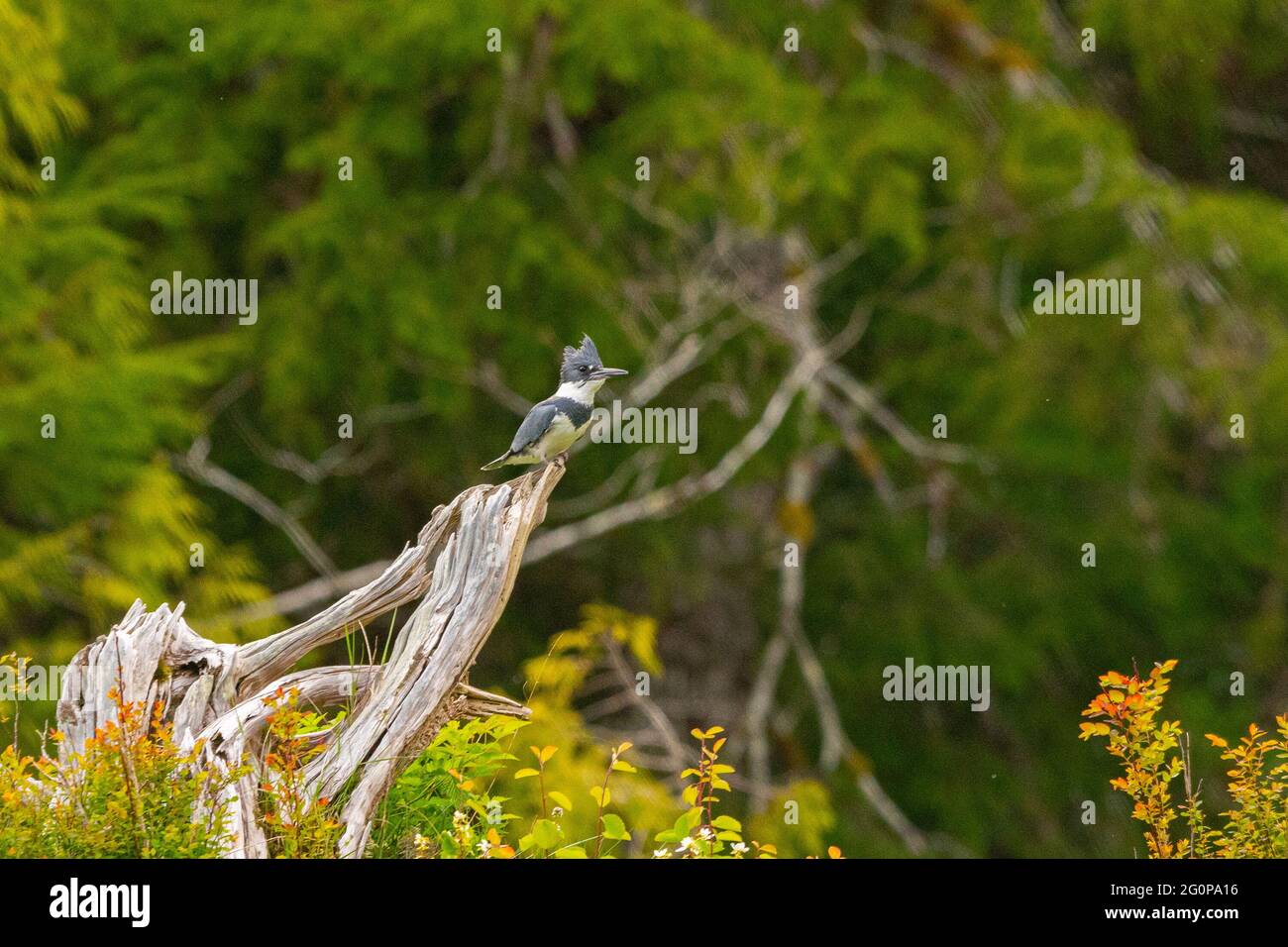 Kingfisher común encaramado en una rama en la costa de la selva tropical templada de Canadá. Foto de stock