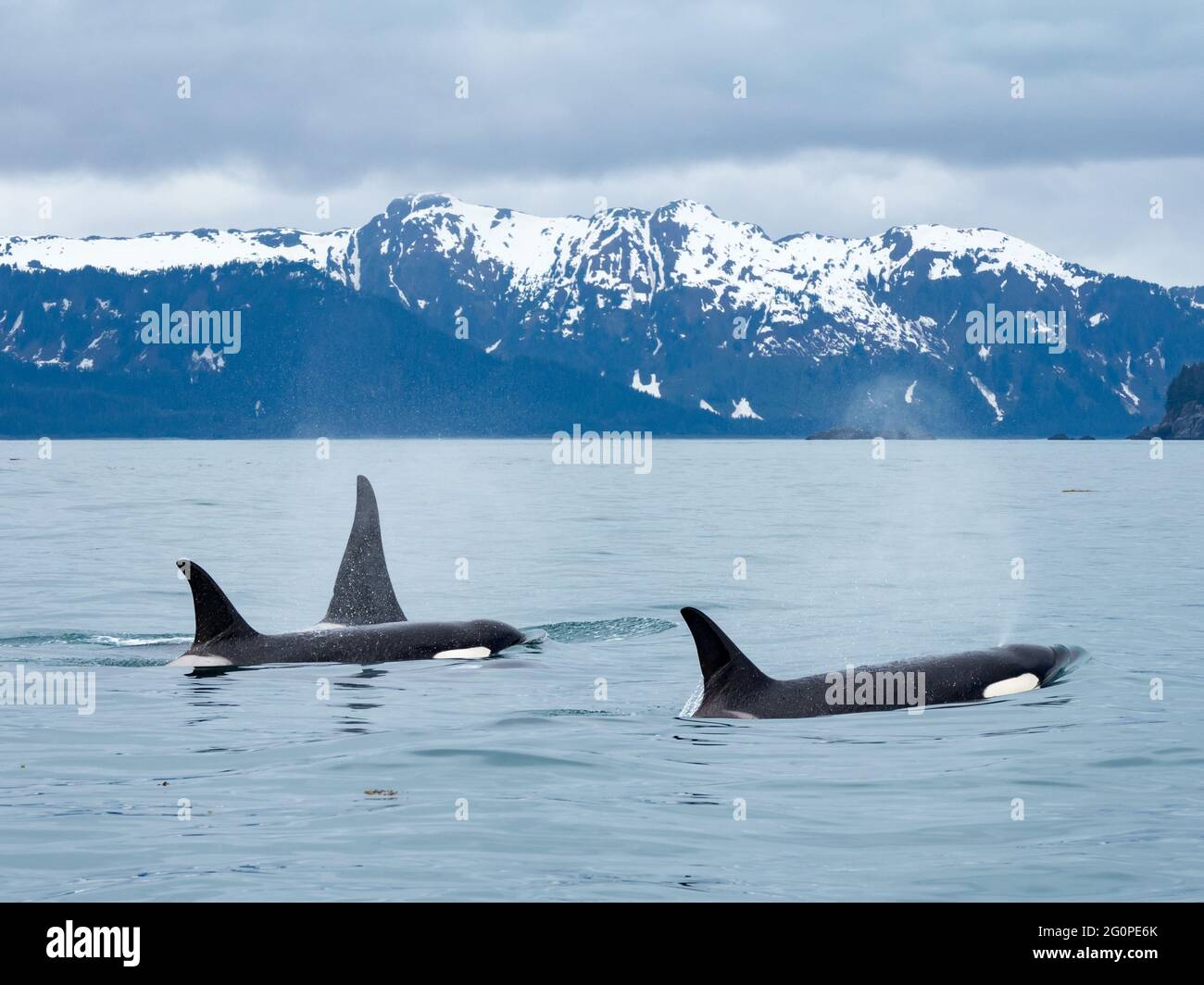 Residente Orcinus orca de la vaina AG en el paso interior del sudeste de Alaska, EE.UU Foto de stock