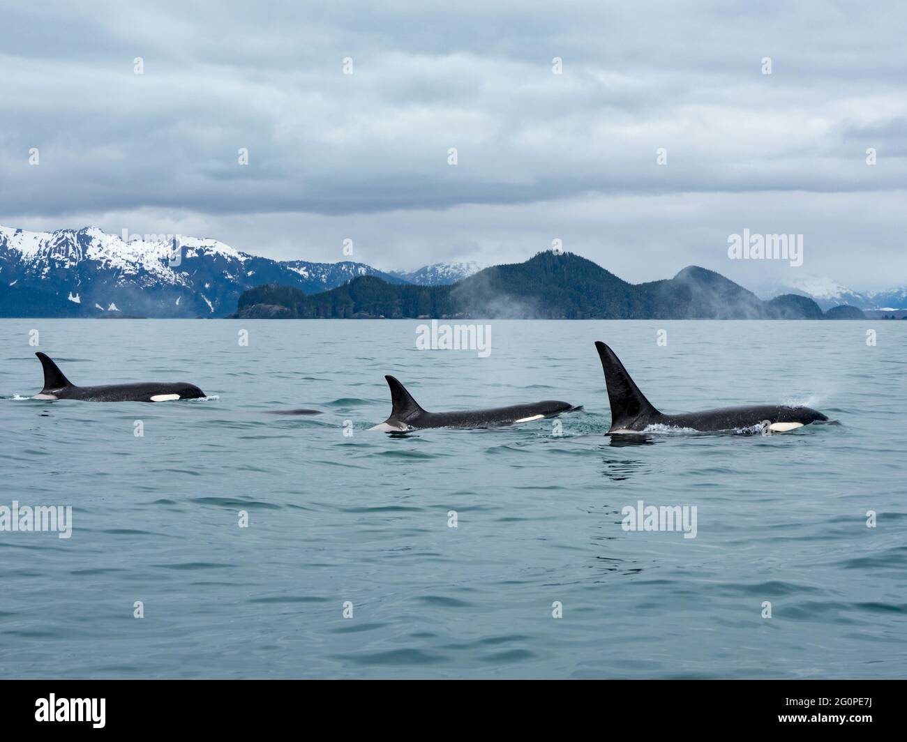 Residente Orcinus orca de la vaina AG en el paso interior del sudeste de Alaska, EE.UU Foto de stock