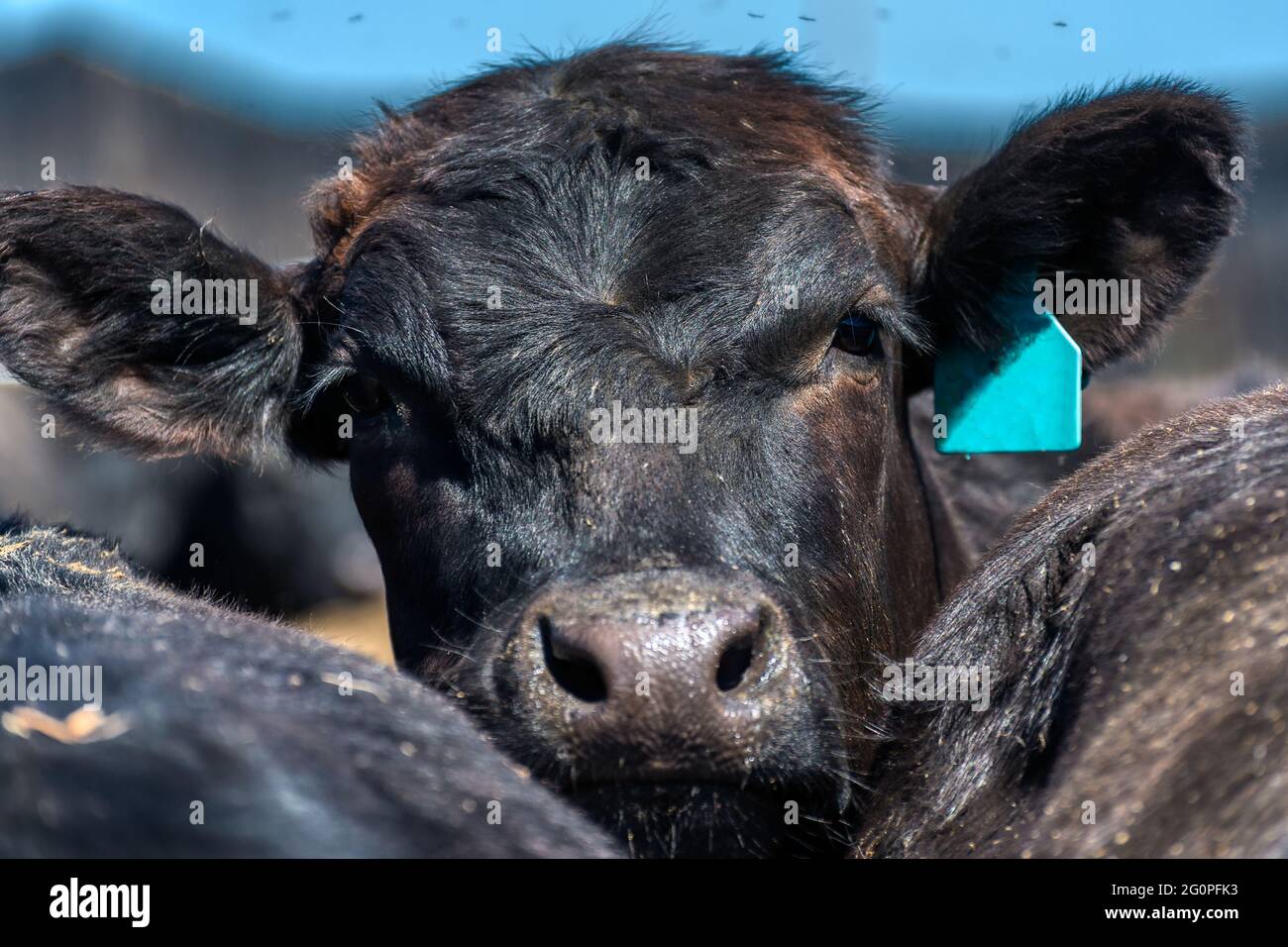 Vaca negra en el pasto. Foto de stock