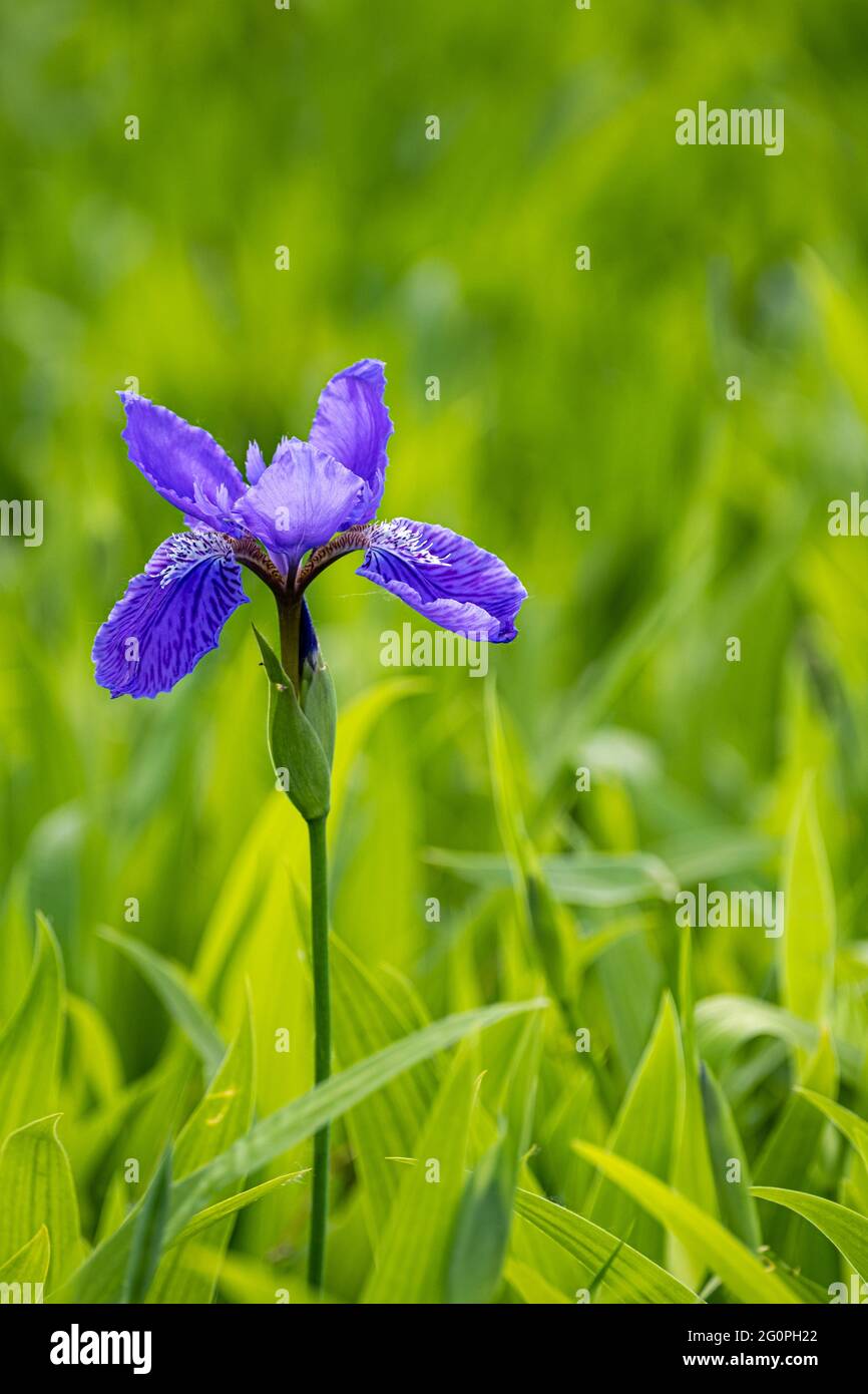 Fotografía macro de flor Iris azul salvaje Foto de stock