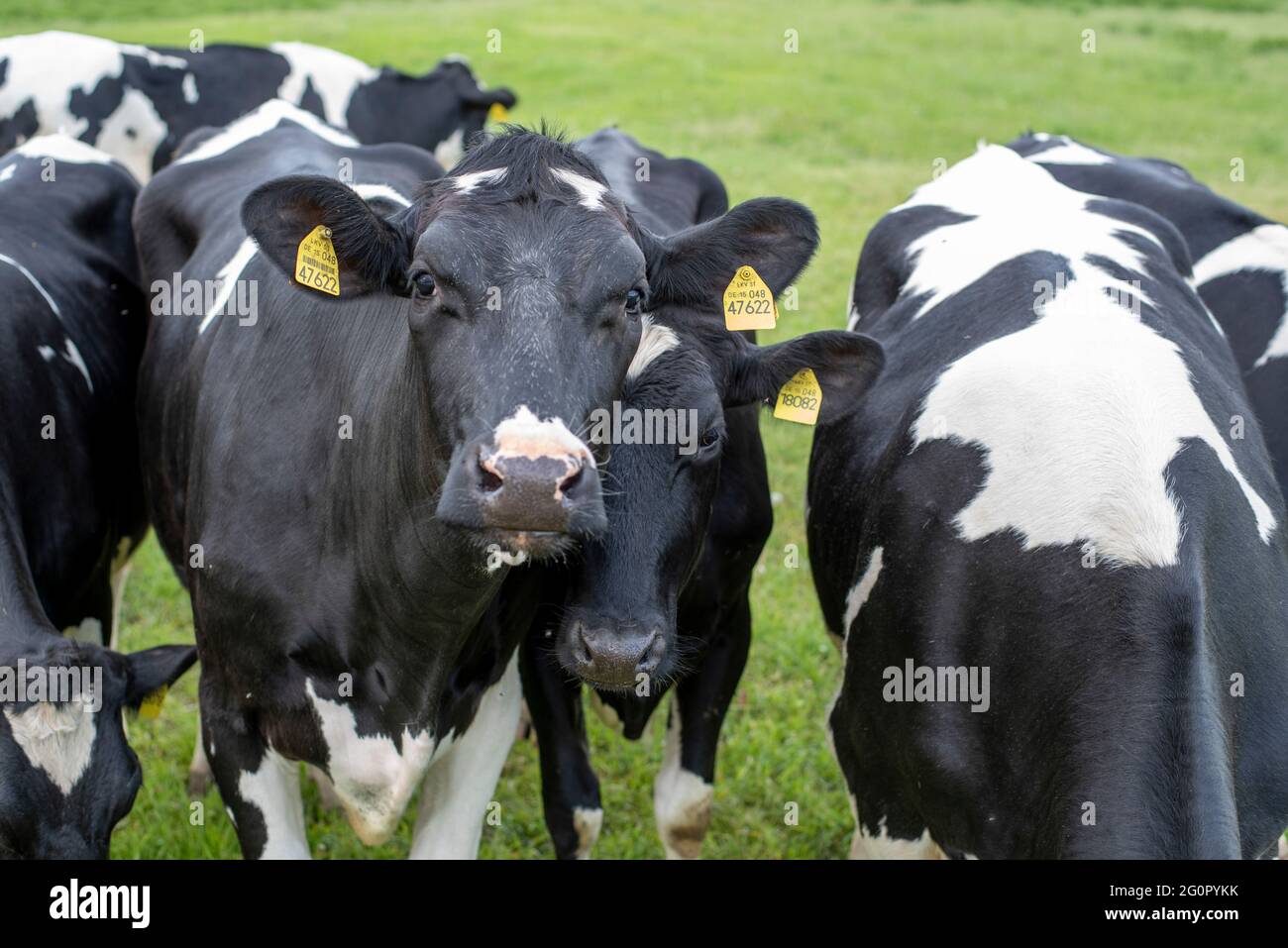 15 de mayo de 2021, Sajonia-Anhalt, Rogätz: Vacas en un prado junto al río Elba. Foto: Stephan Schulz/dpa-Zentralbild/ZB Foto de stock