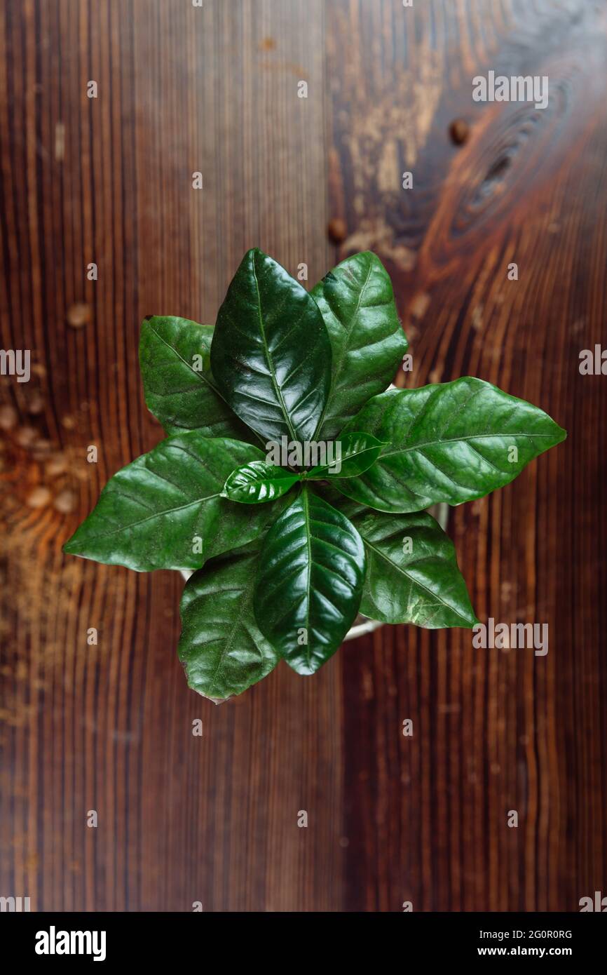Una planta verde joven del árbol del café en una olla de hierro se levanta  sobre una mesa de madera. Cerca de la cafetera hay granos de café. Capa  plana Fotografía de