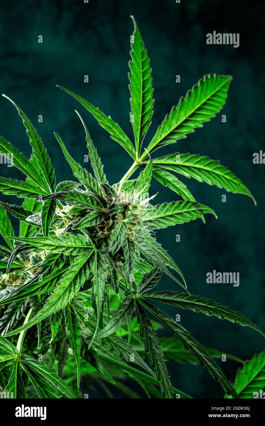 Planta de marihuana, casi lista para la cosecha, sobre un fondo oscuro. Flores de cannabis con estigmas amarillos y hojas verdes. Cultivo de cannabis Foto de stock