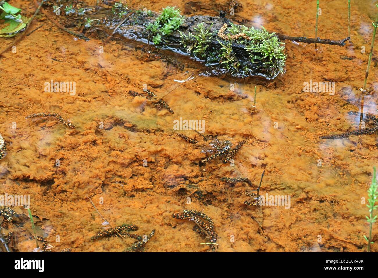 Bacterias oxidantes de hierro coloreando una corriente de bosque de fondo naranja Foto de stock