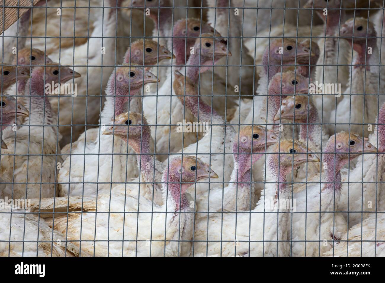 Primer plano de los pavos jóvenes dentro del proceso de producción en una empresa avícola Foto de stock